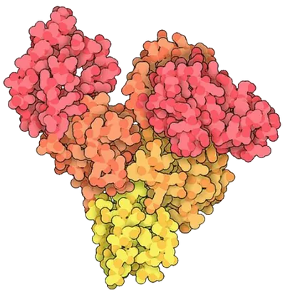 A 3D rendering of an albumin&rsquo;s protein structure.